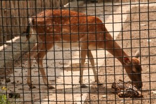 Одесский зоопарк вновь пополнился очаровательными малышами