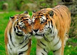 Завтра в Одесском зоопарке "День тигров"
