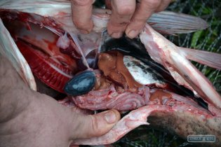 Погибшая на озере Сафьяны  рыба продается на рынках