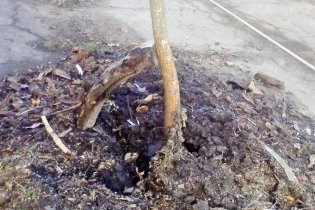 Одесситы просят мэра спасти дерево на Французском бульваре