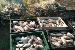 Более 450 экземпляров рыбы словил браконьер в Одесской области