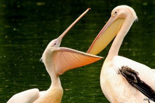 В национальном парке на юге Одесской области обитают четыре сотни розовых пеликанов