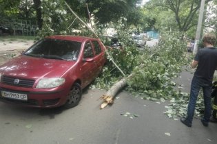 На Таирова ветка дерева рухнула на припаркованные автомобили
