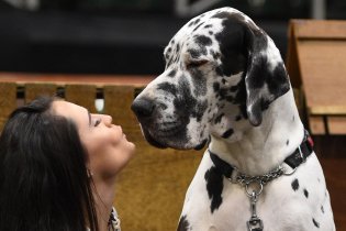 В Одессе состоится всеукраинская выставка собак всех пород «Кубок Юга Украины-2018»