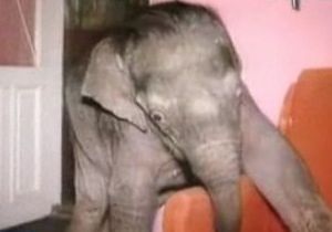 В одесской квартире жил слоненок — фото 1993 года