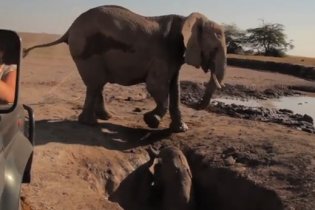 Воссоединение слоненка и его мамы