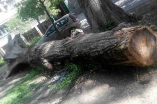 На Сегедской более полугода не могут убрать дерево, поваленное ураганом