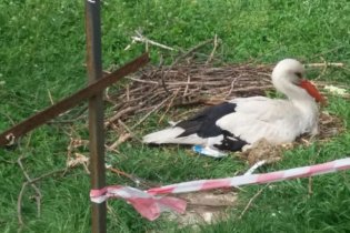 В одесском зоопарке аисты свили гнезда прямо на клумбе