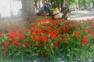 Приморский бульвар Одессы украсят более 3500 цветов