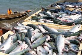 В Одесском регионе увеличился вылов рыбы