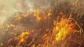 В Одессе загорелся гидропарк