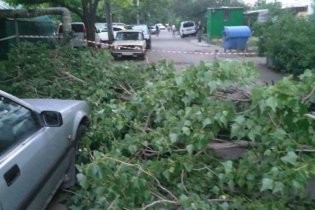 В Одессе огромный тополь рухнул во двор жилого дома
