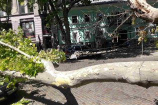 В центре Одессы упало дерево. Фото