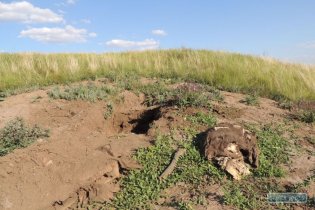 Черные археологи разрыли скифский курган на севере Одесщины