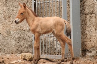 В семье лошадей Пржевальского Одесского зоопарка появился жеребенок