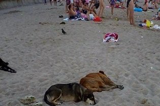 Собаки оккупировали городской пляж Черноморска