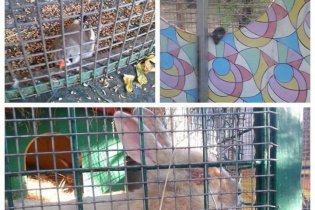Зоозащитники добились закрытия контактного зоопарка в Одессе