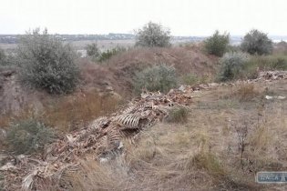 Колбасный завод "Гармаш" усеял побережье лимана скелетами животных
