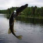 В Одесской области запрещен лов рыбы в местах ее зимовки