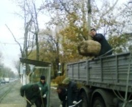 Озеленители КП «Горзелентрест» продолжают высадку молодых деревьев в Одессе