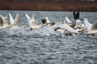 Орнитологи пересчитали зимующих птиц в нацпарке на юге Одесской области