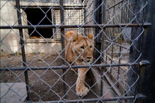 Спасённая от контрабандистов юная львица освоилась в Одесском зоопарке