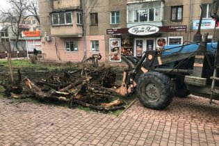 Одесский Горзелентрест за неделю высадил 37 кленов и 25 сосен