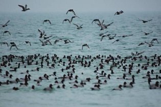 В «Тузловские лиманы» прилетели тысячи птиц