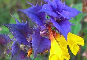 цветок Иван да Марья