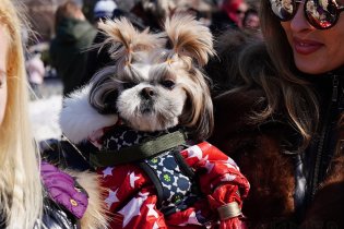 В Одессе прошёл марш спасённых собак