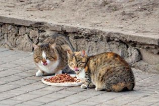 Одесский горсовет не стал выделять 900 тысяч на котов
