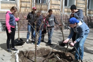 В Одессе на улице Садовой высадили новые липы