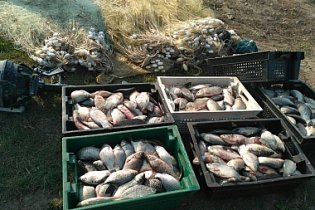 За неделю браконьеры нанесли ущерб рыбному хозяйству почти на 60 тыс. грн.