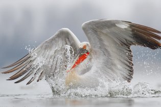 «Тузловские лиманы» участвует в Третьем Европейском учете пеликанов