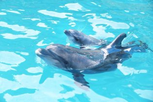 В Одесском дельфинарии "Немо"во время шоу родился дельфиненок