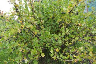 Правильно делать обрезку крыжовника