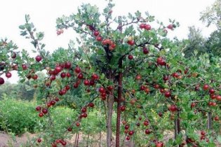 Обработка крыжовника весной от болезней и вредителей