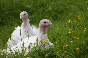 Бройлерные индюки