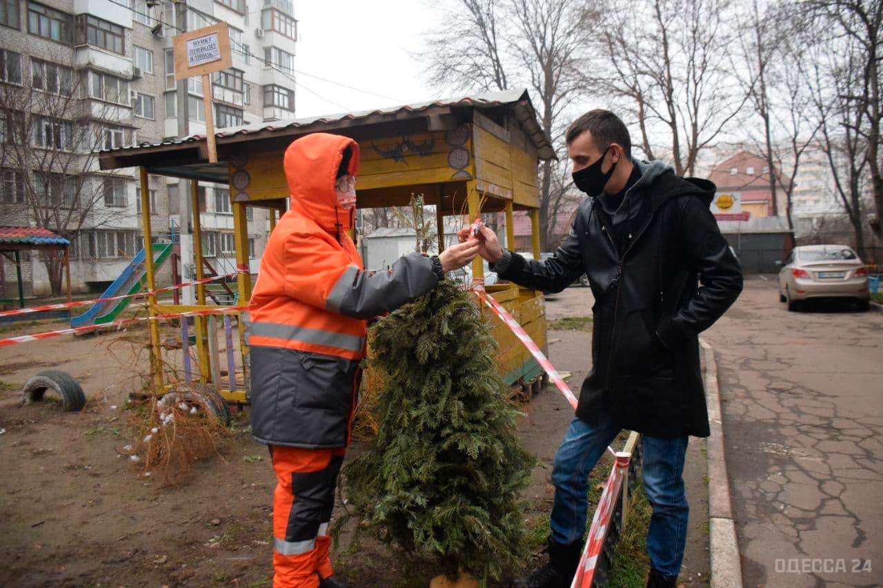 Пункт сбора елок в Москве.